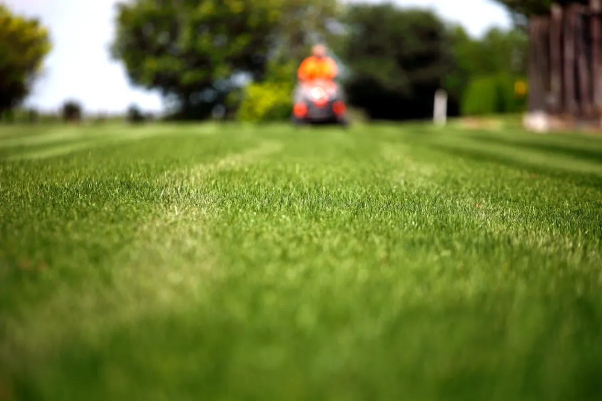 Trust the Grass Guy at Best Lawn Guy MN for Healthy Turf